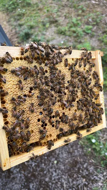 Cadre de couvain operculé couvert d’abeilles, tenu au rucher