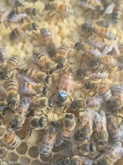 Reine marquée en bleu entourée d’ouvrières L’ADN de la Ruche